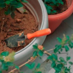 kiedy zakladac ogrod